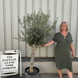 Multi-stem Olive tree