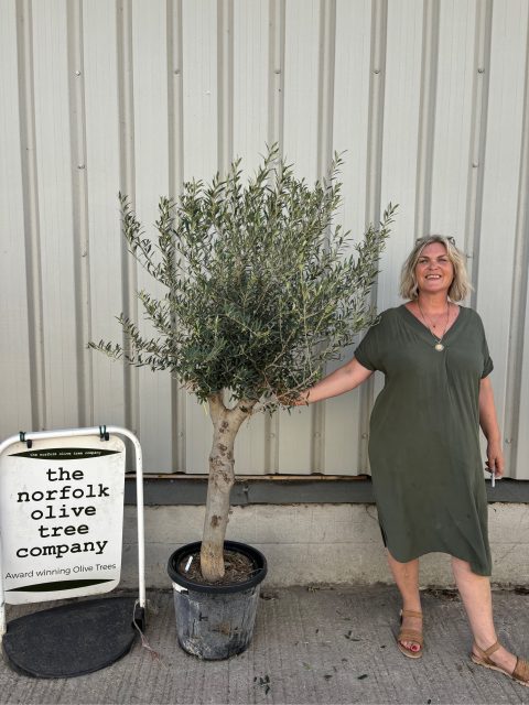 Multi-stem Olive tree