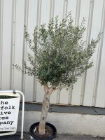 Multi-stem Olive tree