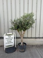 Arbequina olive tree