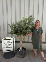 Arbequina olive tree