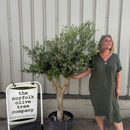 Arbequina olive tree