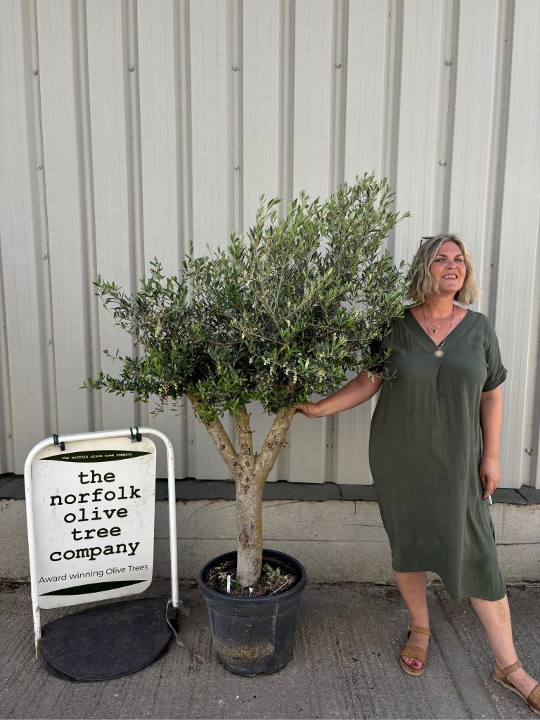 Arbequina olive tree
