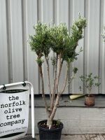 IMG_0161 Multi-stem Olive tree