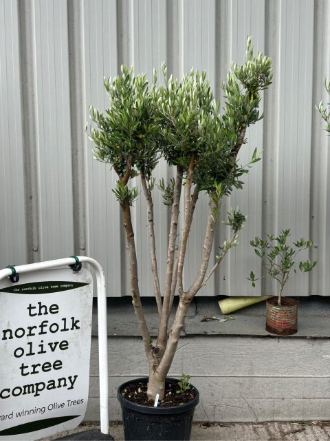 Multi-stem Olive tree