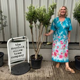 Multi-stem Olive tree