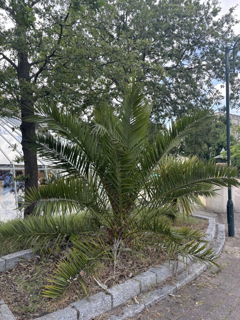 Palm Trees for Sale Near Me