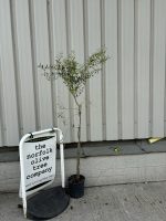 Arbequina Olive tree