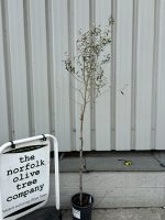Leccino Olive tree