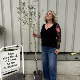 Leccino Olive tree delivery included
