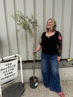 Arbequina Olive tree