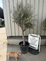 Mature Olive tree for sale
