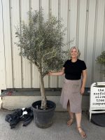 Mature Olive tree for sale