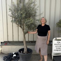 Mature Olive tree for sale