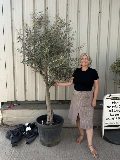 Mature Olive tree for sale