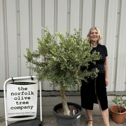 Olive Tree Sale