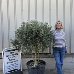 ‘Parachute’ pruned Italian Olive tree-delivery included