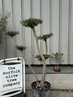IMG_3597 Niwaki cloud Olive Tree