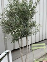 IMG_3963 London Olive tree