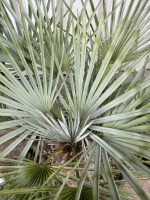 Hardy palms UK