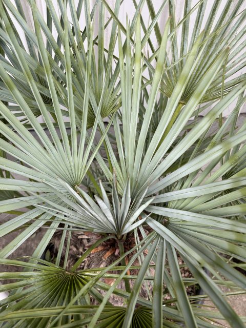 Hardy palms UK
