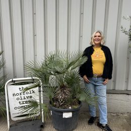 Blue Mediterranean Fan Palm | Chamaerops humilis var. cerifera – mainland UK Delivery