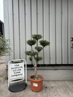 IMG_4557 Lemon tree