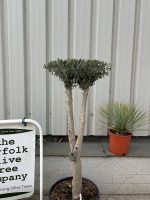 Niwaki cloud Olive Tree