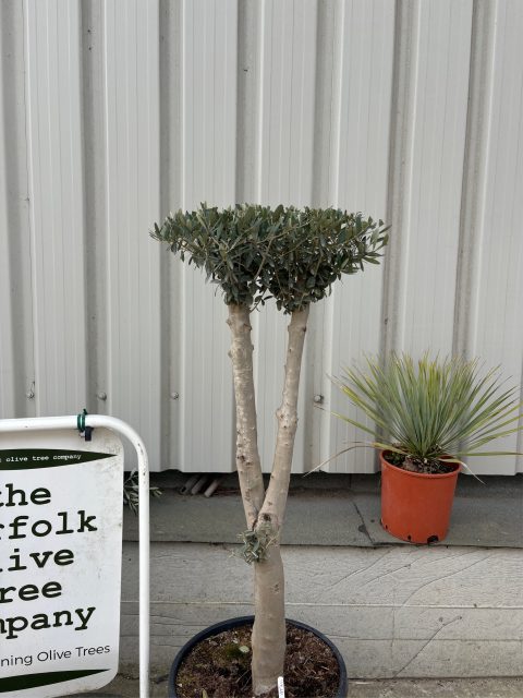 Niwaki cloud Olive Tree