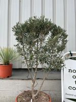 Courtyard Olive tree