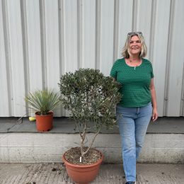 Courtyard Olive tree