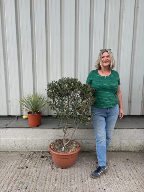Courtyard Olive tree