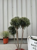 Mature Pom Pom Olive tree