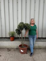 Mature Pom Pom Olive tree