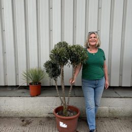 Mature Pom Pom Olive tree