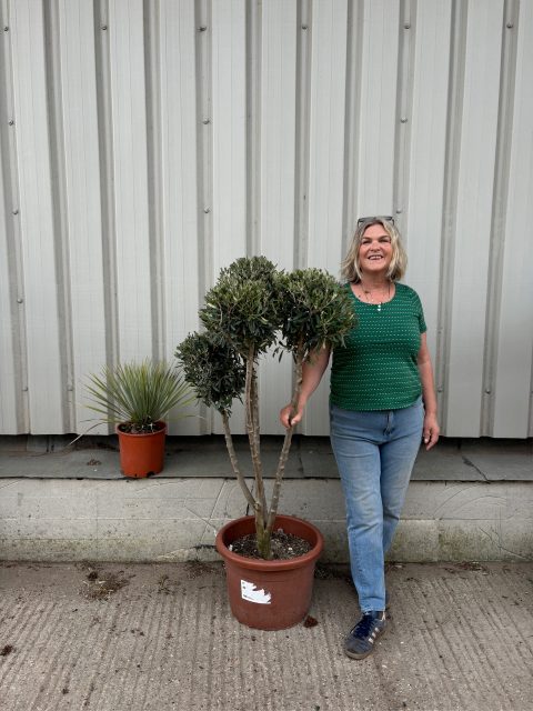 Mature Pom Pom Olive tree