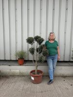 Topiary tree