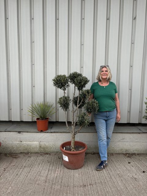 Topiary tree
