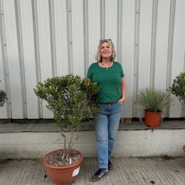 ‘Parachute’ pruned mini Italian Olive tree - free delivery