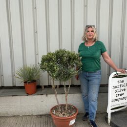 Italian Olive tree