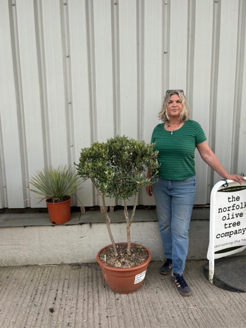 Italian Olive tree