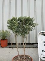 Italian Olive tree