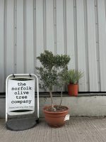 Italian Olive tree