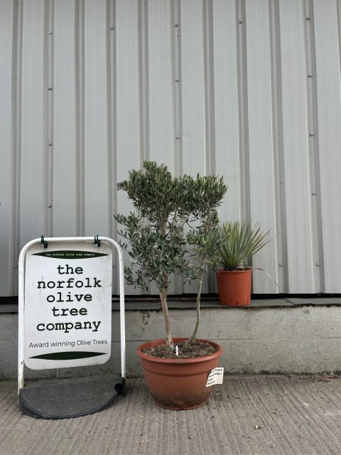 Italian Olive tree