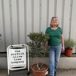 Courtyard Olive tree -Delivery included