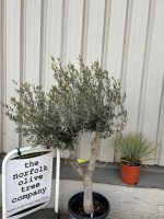 Vase shaped Olive tree