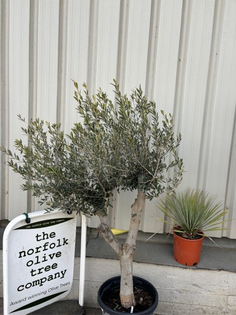 Vase shaped Olive tree