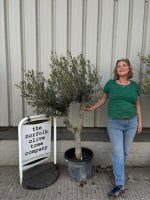 Vase shaped Olive tree