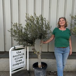 Vase shaped Olive tree