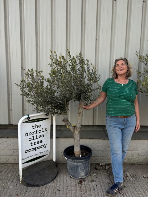 Vase shaped Olive tree